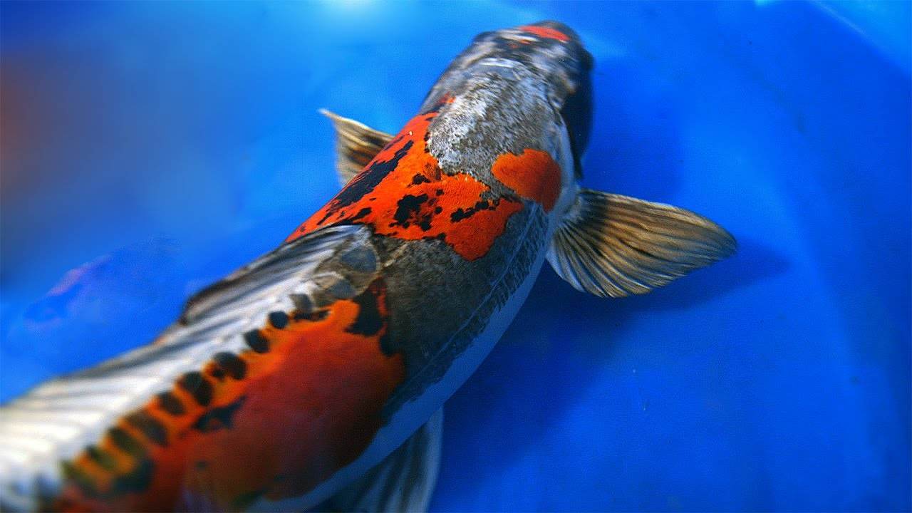 Disebalik Tanda Harga Ikan Koi Yang Boleh Mencecah Jutaan 